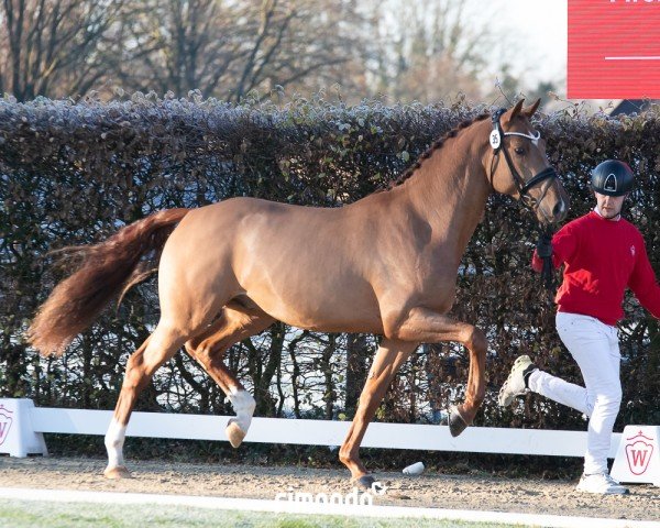 dressage horse Hengst von Total Diamond PS / Vitalis (Westphalian, 2022, from Total Diamond PS)