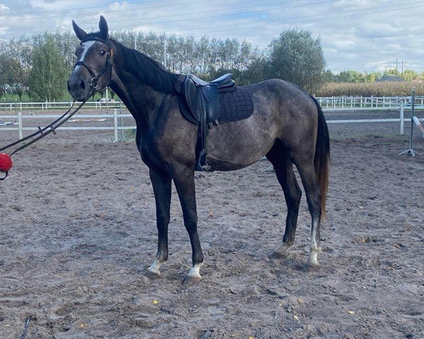 jumper Bailando (polish noble half-breed, 2021, from New Cornet Obolensky)