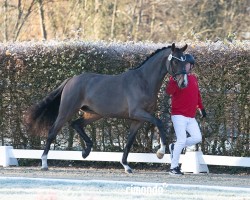 dressage horse Hengst von Sir Heinrich / Rocky Lee (Westphalian, 2022, from Sir Heinrich OLD)