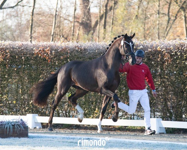 dressage horse Hengst von Toto Gold / Floriscount (Westphalian, 2022, from Toto Gold)