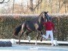 dressage horse Hengst von Toto Gold / Floriscount (Westphalian, 2022, from Toto Gold)