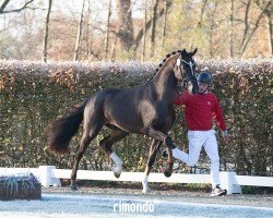 Dressurpferd Hengst von Toto Gold / Floriscount (Westfale, 2022, von Toto Gold)