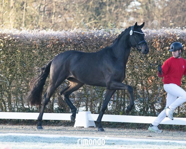 dressage horse Hengst von St. Schufro / Sir Donnerhall I (Oldenburg, 2022, from Blue Hors St. Schufro)