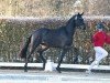 dressage horse Hengst von St. Schufro / Sir Donnerhall I (Oldenburg, 2022, from Blue Hors St. Schufro)