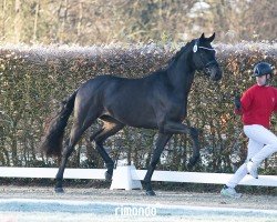 dressage horse St. Noblé (Oldenburg, 2022, from St. Schufro)