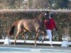 dressage horse Total Dance (Westphalian, 2022, from Total Diamond PS)