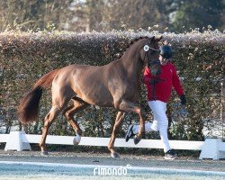 dressage horse Total Dance (Westphalian, 2022, from Total Diamond PS)