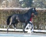 dressage horse Hengst von Toto Gold / Millennium/T. (Oldenburg, 2022, from Toto Gold)