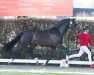 dressage horse Hengst von Vaderland / Fidertanz (Oldenburg, 2022, from Vaderland OLD)