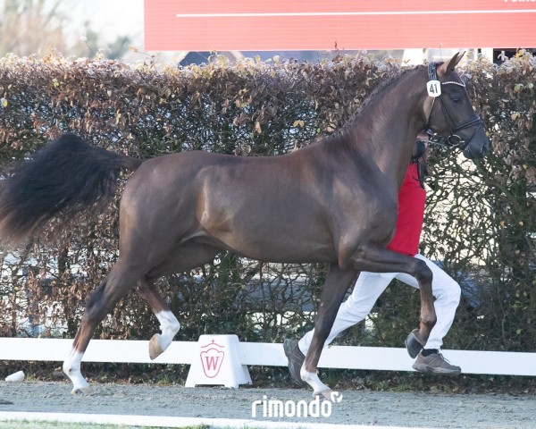 dressage horse Hengst von Vaderland / Sir Donnerhall I (Hanoverian, 2022, from Vaderland OLD)