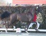 dressage horse Veni Vici (Hanoverian, 2022, from Vaderland OLD)