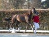 dressage horse Hengst von Thiago / Florencio I (German Sport Horse, 2022, from Thiago GS OLD)