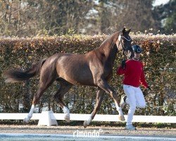 Dressurpferd Hengst von Thiago / Florencio I (Deutsches Sportpferd, 2022, von Thiago GS OLD)