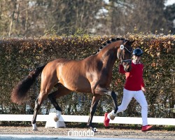 dressage horse Hengst von Vaderland / Floriscount (Hanoverian, 2022, from Vaderland OLD)