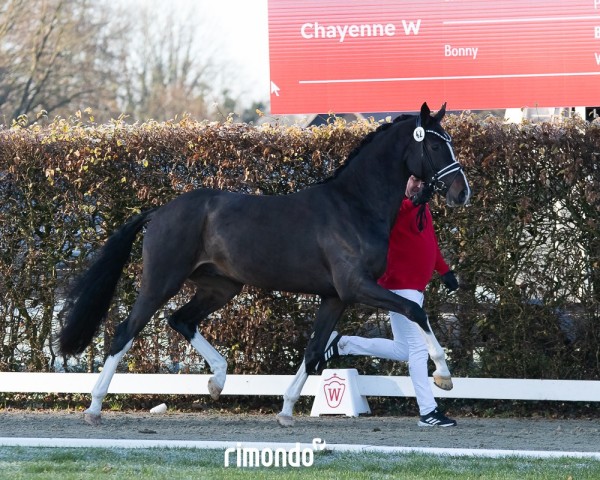 dressage horse Hengst von Valdiviani / Christ (Hanoverian, 2022, from Valdiviani)