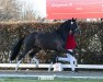 dressage horse Hengst von Valdiviani / Christ (Hanoverian, 2022, from Valdiviani)