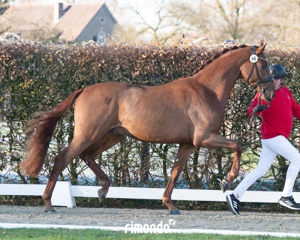 dressage horse Hengst von Viva Gold / Escolar (Hanoverian, 2022, from Viva Gold OLD)