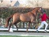 dressage horse Hengst von Viva Gold / Escolar (Hanoverian, 2022, from Viva Gold OLD)