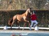 dressage horse Hengst von Vitalis / Dimaggio (Westphalian, 2022, from Vitalis)