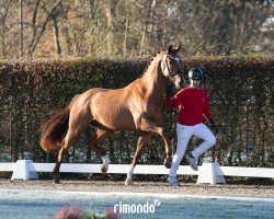 dressage horse Vitaggio (Westphalian, 2022, from Vitalis)