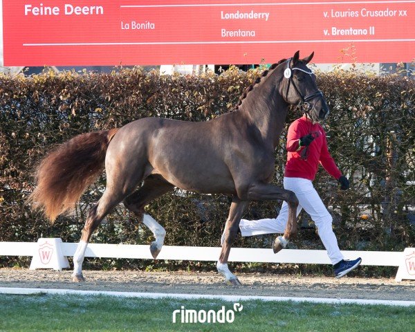 dressage horse Hengst von Viva Gold / Fidertanz (Oldenburg, 2022, from Viva Gold OLD)