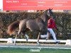 dressage horse Hengst von Viva Gold / Fidertanz (Oldenburg, 2022, from Viva Gold OLD)