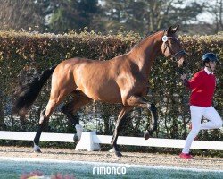 dressage horse Hengst von Vitalis / Sir Donnerhall I (Hanoverian, 2022, from Vitalis)