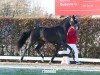 dressage horse Hengst von Vivaldon / Quaterhall (Hanoverian, 2022, from Vivaldon)