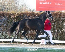 dressage horse Hengst von Vivaldon / Quaterhall (Hanoverian, 2022, from Vivaldon)