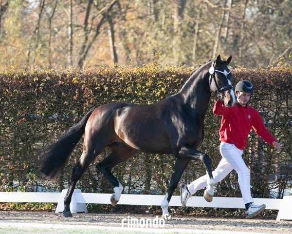 Dressurpferd Zake (Westfale, 2022, von Zoom 8)