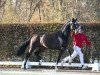 dressage horse Zauberkönig (Westphalian, 2022, from Zoom 8)