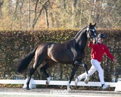 dressage horse Zauberkönig (Westphalian, 2022, from Zoom)