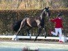 dressage horse Hengst von Zanetti / De Niro (Hanoverian, 2022, from Zanetti 5)