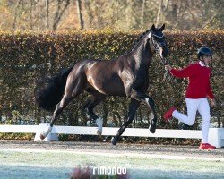 dressage horse Hengst von Zanetti / De Niro (Hanoverian, 2022, from Zanetti 5)