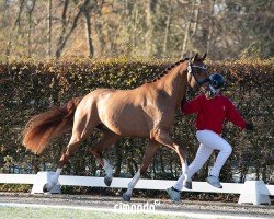 dressage horse Zheng (Westphalian, 2022, from Zoom 8)