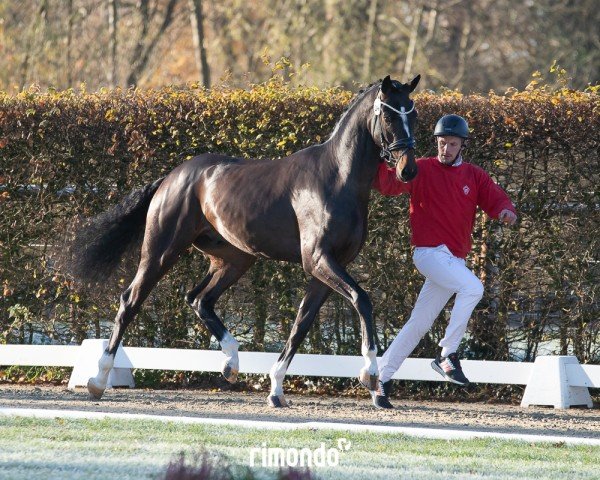 dressage horse Zeus (Westphalian, 2022, from Zoom 8)