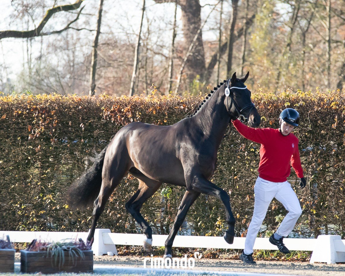 dressage horse Zentinel (Oldenburg, 2022, from Zuperman OLD)