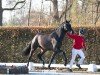 dressage horse Zentinel (Oldenburg, 2022, from Zuperman OLD)