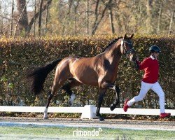 dressage horse Hengst von Zanetti / Escolar (Westphalian, 2022, from Zanetti 5)