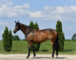 jumper Eldorado's Bella (Hanoverian, 2016, from Eldorado vd Zeshoek Tn)