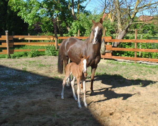 horse Gimme five (German Riding Pony, 2006, from Anno Domini)