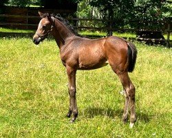 foal by Pretty Annie Potter (Hanoverian, 2024, from Propriano de l‘Ebat)