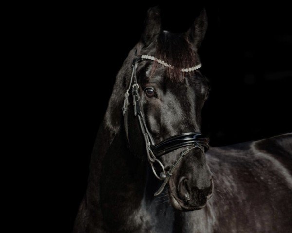 dressage horse Destiny 269 (Hanoverian, 2012, from Don Index)