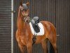 dressage horse Hengst von Vivino / Rascalino (Westphalian, 2020, from Vivino)