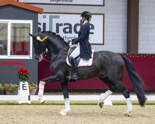 stallion Goldberg 15 (KWPN (Royal Dutch Sporthorse), 2011, from Amazing Star)