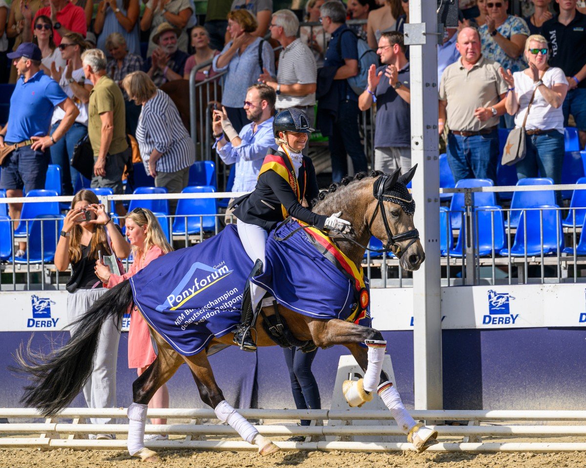 stallion Noble Dance NRW (German Riding Pony, 2021, from Neverland WE)