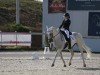 dressage horse Polby Incitato (Romanian Warmblood, 2014)