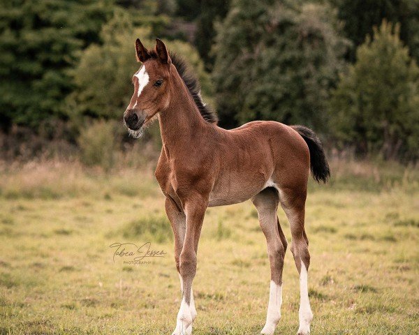 Fohlen von Coco Chanel (Deutsches Sportpferd, 2024, von Cashmere)