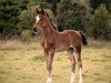 foal by Coco Chanel (German Sport Horse, 2024, from Cashmere)