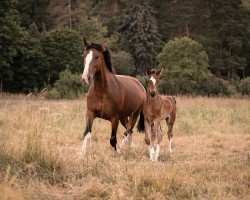 broodmare Icolette (KWPN (Royal Dutch Sporthorse), 2013, from Waldemar)